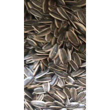 Hot Sales Top Quality 363 Chinese Sunflower Seed Price